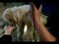 Tokyo, Toy Poodle Getting Groomed