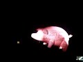 Concierto de Roger Waters en Monterrey
