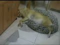 眠りイヌ動画
