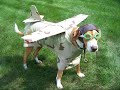 Dogs in Costumes