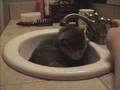 Legend of the Mer-cat