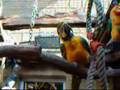 My Macaws in their Flight