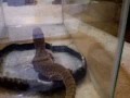 Savannah-Monitor-Dev