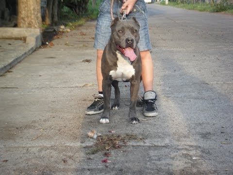 american pitbull