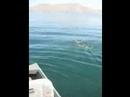 Average Jig Fish at DVL