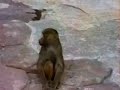 Susto do macaco