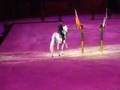 Rafael Soto & Invasor: ''Fantaisie Olympique''