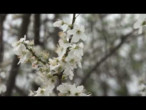 Држава уводи обавезне писане уговоре за откуп пшенице, млека, воћа, поврћа, меда и других производа