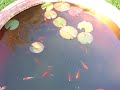Goldfish Barrel