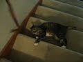 Casey: Spaztic Cat