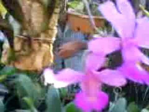 orquideas contato:62-81690744