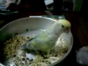 Dong-Dang eat bean sprouts Dong-Dang eat bean sprouts