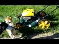 Little Dog Attempts * With Lawn Mower