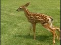 6-Legged Deer Attacked By Dog 6-Legged Deer Attacked By Dog