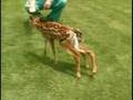 6-Legged Deer Attacked By Dog