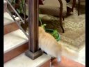 Cute cat ***Toffy***