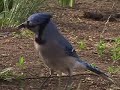 Bluejay Nesting Season!! [Backyard Bag Feeder Proj.]
