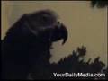 Swearing Parrot