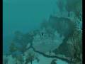 videos de WOW-WOTLK Aerial Priest (Repos du ver - Atoll de Kili'ua)