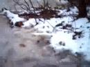 stupid cars & woods