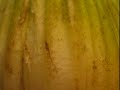 The Universe in a Stick of Celery