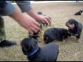 120709 Pictures of puppies 058.avi