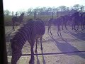 Zebras Zebras