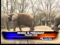 Renee the elephant expecting