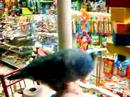 Lineolated parakeet