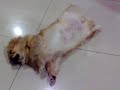 Pekingese, Enjoy herself !!