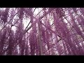大藤(4K動画)あしかがフラワーパーク - Ashikaga Flower Park - あしか