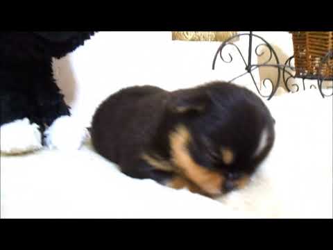 YouTube Preview Image