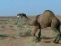 هجيج عبدان