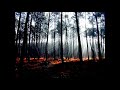 Gris - Il Etait Une For�t
