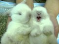 Sweet Kisses Bunny View Video
