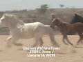 videos de Reservation Horses