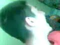 le fameu rire a vogel flrl le fameu rire a vogel flrl