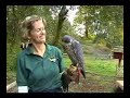 Lady Grey Hey: Pacific Northwest Raptors Lady Grey Hey: Pacific Northwest Raptors