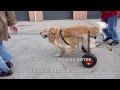 sillas de ruedas para perros.wmv