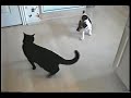 かわいい猫動画