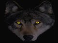 WereWolves WereWolves