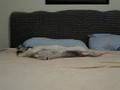 Gin loves the bed!