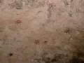 Mitreo di S M Capua Vetere