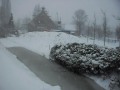 Podencos in the snow, snowfun