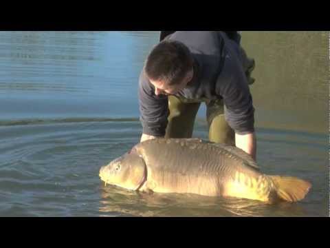 49lb mirror carp stocked, Jan 2012 49lb mirror carp stocked, Jan 2012