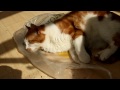 Catnip Ball, Plastic Bag & Oregano = The Perfect Afternoon [HD]