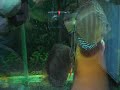 discus fight for egs discus fight for egs