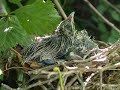 Sounds Of The Cuckoo Forest - Relaxation Video - No Music Just Nature