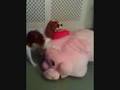 Dog has sex with pig