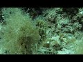 Seahorse